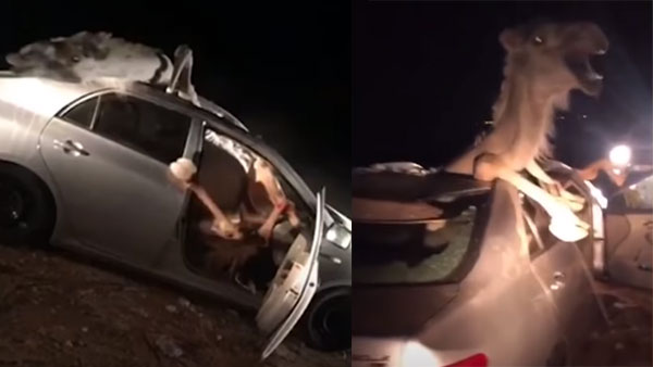 वीडियो में देखिये जब टोयोटा कोरोला में घंटों फंसा रहा ऊँट