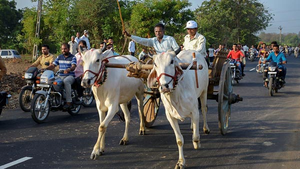 मोटर व्हीकल एक्ट 2019: बैल-गाड़ी पर ट्रैफिक फाइन 1000 रुपयें जानकारी