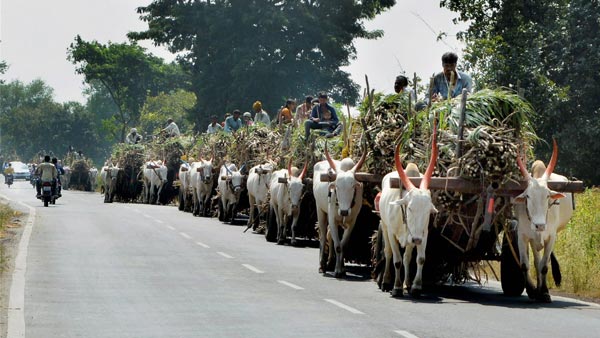 मोटर व्हीकल एक्ट 2019: बैल-गाड़ी पर ट्रैफिक फाइन 1000 रुपयें जानकारी