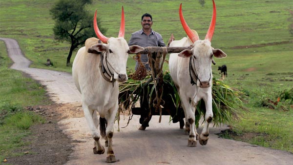 मोटर व्हीकल एक्ट 2019: बैल-गाड़ी पर ट्रैफिक फाइन 1000 रुपयें जानकारी