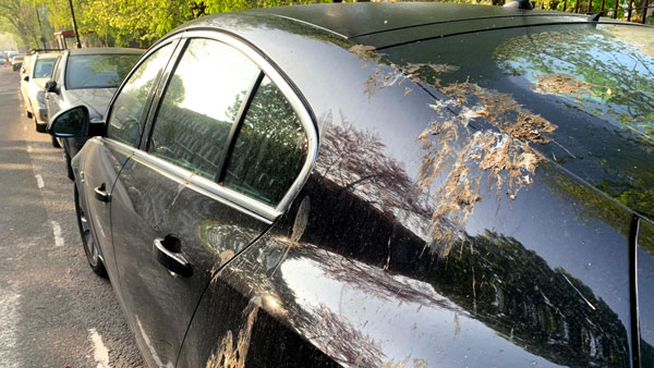 Ford Working On Long Lasting Paint Job: फोर्ड बना रही है ऐसा पेंट जिसपर नहीं होगा पक्षियों के बीट का असर