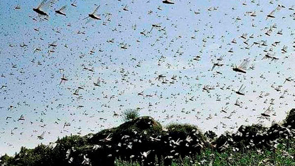 DGCA Warns Pilots For Locust Danger: टिड्डों के हमले को लेकर डीजीसीए ने जारी किया सर्कुलर