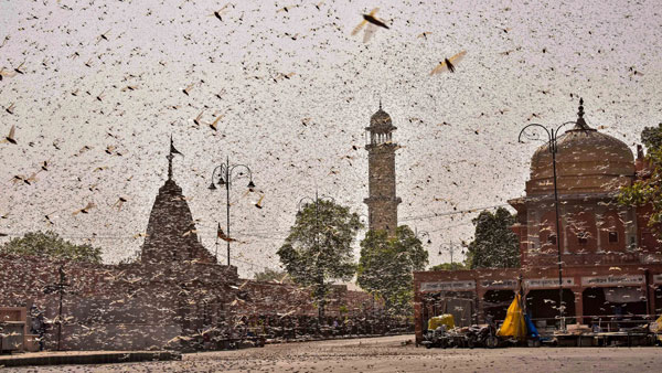 DGCA Warns Pilots For Locust Danger: टिड्डों के हमले को लेकर डीजीसीए ने जारी किया सर्कुलर