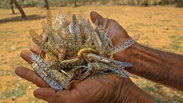 DGCA Warns Pilots For Locust Danger: टिड्डों के हमले को लेकर डीजीसीए ने जारी किया सर्कुलर