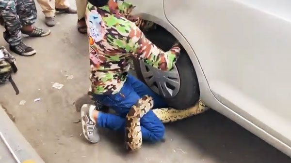 Snake In A Car Causes Massive Traffic Jam: मारुति डिजायर के पहियों से लिपटा सांप, हुआ ट्रैफिक जाम