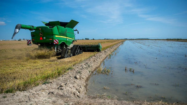 Car Parts Made From Rice Husk: यह कार कंपनी चावल के भूसे से बनाएगी कारों के पार्ट्स, जानें