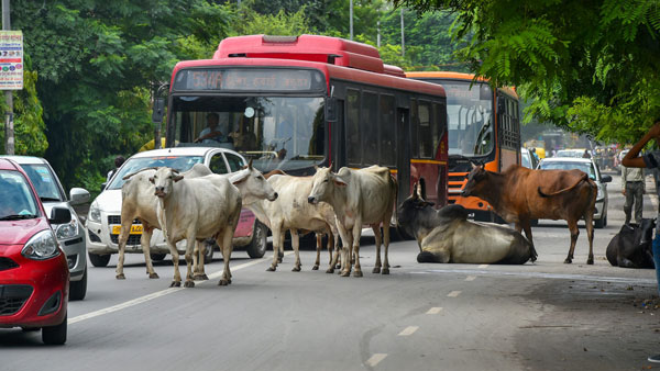 इन दस कारणों से हो सकता है ड्राइविंग लाइसेंस रद्द, इस तरह कर सकते हैं सड़क पर सही ड्राइविंग