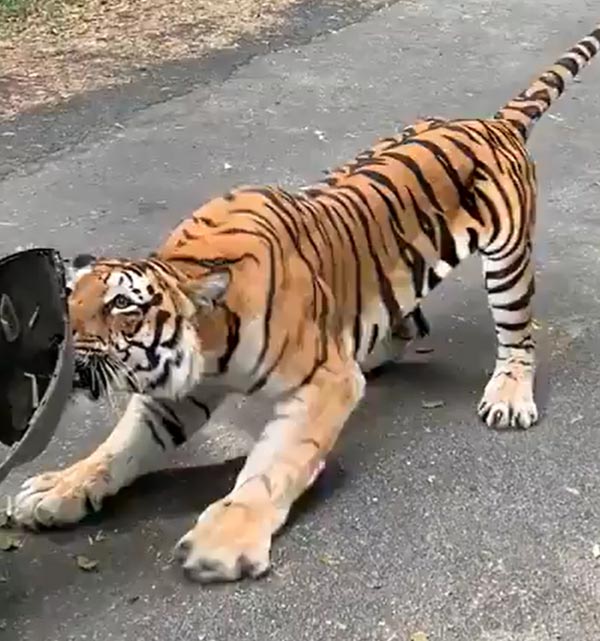 खेल-खेल में बंगाल टाइगर ने महिंद्रा जाइलो को खींचा, देखें हैरान करने वाला वीडियो