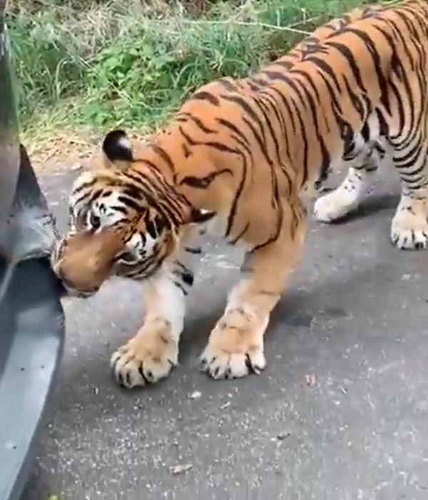खेल-खेल में बंगाल टाइगर ने महिंद्रा जाइलो को खींचा, देखें हैरान करने वाला वीडियो