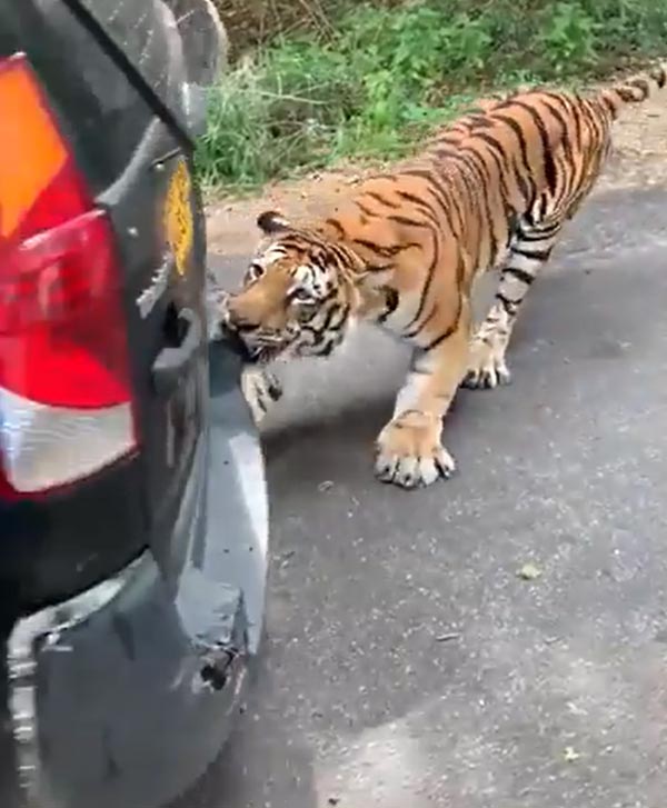 खेल-खेल में बंगाल टाइगर ने महिंद्रा जाइलो को खींचा, देखें हैरान करने वाला वीडियो