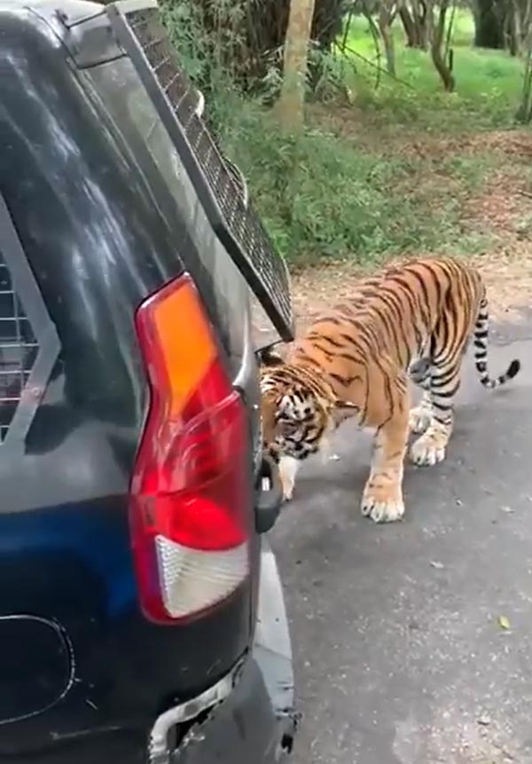 खेल-खेल में बंगाल टाइगर ने महिंद्रा जाइलो को खींचा, देखें हैरान करने वाला वीडियो