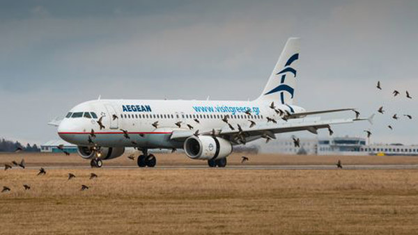 Bird Strike On Aeroplanes: उड़ते विमान से पक्षियों के टकराने पर होता है ये हाल, कैसे करते हैं बचाव? जानें