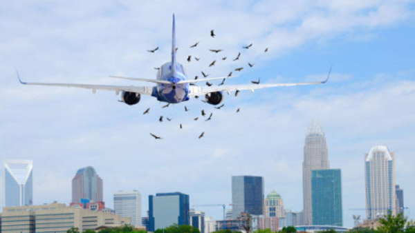 Bird Strike On Aeroplanes: उड़ते विमान से पक्षियों के टकराने पर होता है ये हाल, कैसे करते हैं बचाव? जानें