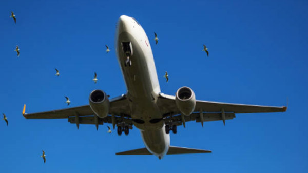 Bird Strike On Aeroplanes: उड़ते विमान से पक्षियों के टकराने पर होता है ये हाल, कैसे करते हैं बचाव? जानें