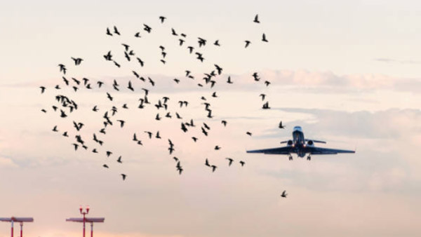 Bird Strike On Aeroplanes: उड़ते विमान से पक्षियों के टकराने पर होता है ये हाल, कैसे करते हैं बचाव? जानें